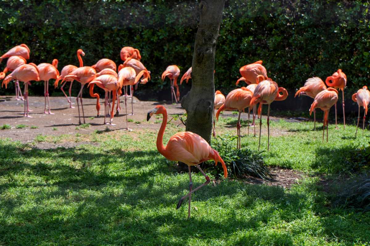 Fenicotteri rosa nel Parco Naturale Molentargius